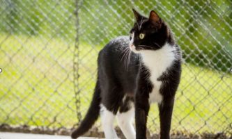 Cat Fence